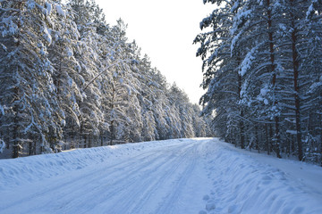 road in winter forest