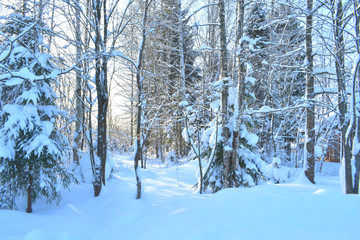 forest in winter