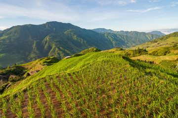 Longsheng rice terraces landscape in Guilin China