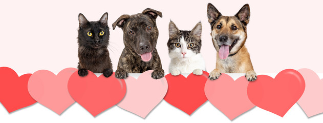 Dogs and Cats Over Valentines Day Hearts Web Banner