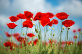 Flowers Red poppies blossom on wild field. Beautiful field red poppies with selective focus. soft light. Natural drugs. Glade of red poppies. Lonely poppy. Soft focus blur - Image