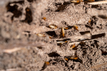  close up of termites