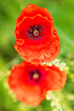 Hintergrund roter Klatschmohn oder wilder Mohn, zwei Mohnblüten vor grün