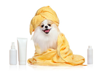 Spitz in towels after bathing isolated on white