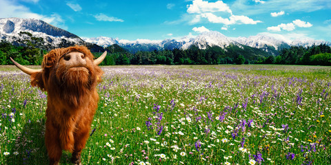 Sommer Landschaft mit Kuh auf einer Blumenwiese und Berge im Hintergrund