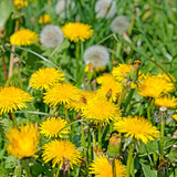 Blühender Löwenzahn, Taraxacum