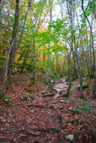 Forêt d'automne
