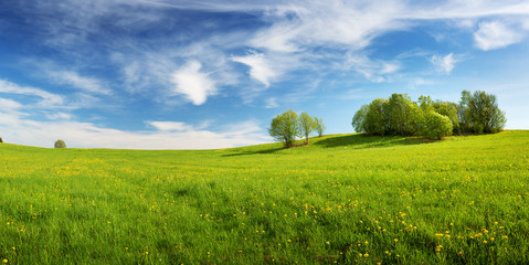 Field with dandelions and blue sky