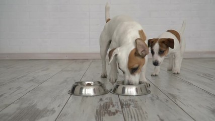 Dog does not let the puppy to the bowl