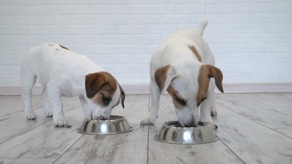 Two dogs eating food from bowl