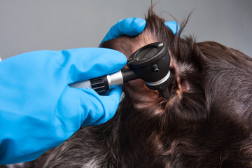 otoscope is inserted into the ear of a dog