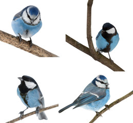 set of four blue colored tits isolated on white