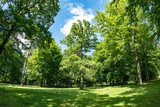 Waldlichtung im Frühling mit frischem Grün