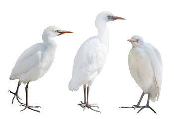 three small herons isolated on white