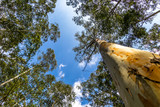 Trees in Munnar, Kerala, India