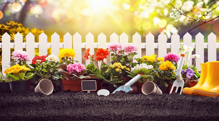 Gardening Concept. Garden Flowers and Plants on a Sunny Background