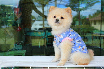 white pomeranian small dog cute pet wear clothes sitting on bench