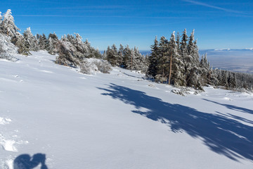 Amazing winter landscape of Vitosha Mountain, Sofia City Region, Bulgaria