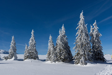 Amazing winter landscape of Vitosha Mountain, Sofia City Region, Bulgaria