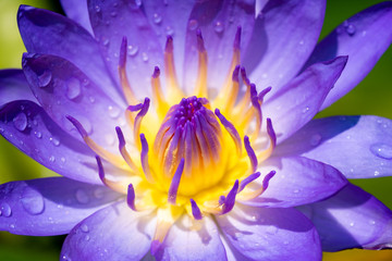 Yellow and Purple lotus pollen