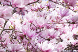 Pink large flowers of magnolia.