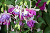 Fuchsia (Lillian Annetts)