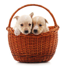 Two puppys in a basket.