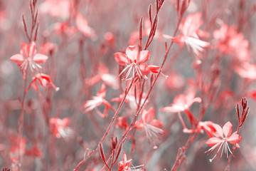 Small flowers of coral color   ( Siskiyou Pink Gaura)  in the sunlight at summer morning.  Toned image. Selective focus.