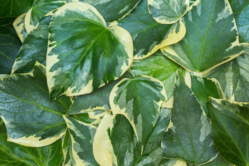  Сlose-up of Algerian ivy (Hedera Algeriensis)  leaves. Abstract green background with picturesque two-color leaves.