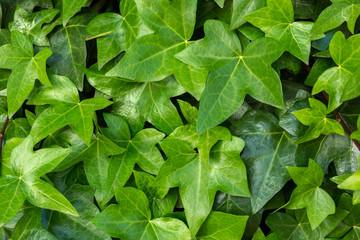 Сlose-up of  Ivy (Hedera)  leaves on the wall. Green background with fresh spring leaves.