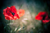 Red poppy flower
