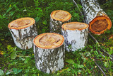 Birch log cutted in forest