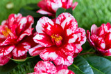 Selrcted garden camellia flower