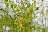 Birch branches with young leaves and catkins on blurred background