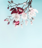 Hanging magnolia blossom. Flowering branch of magnolia at light blue background. Spring concept. Springtime card template