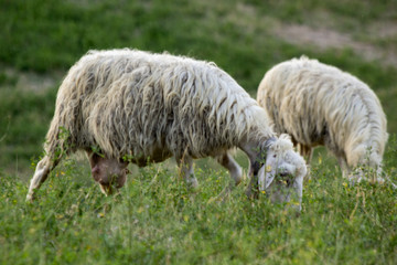 Gregge di pecore al pascolo