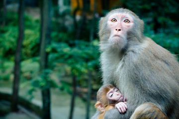 Monkey mother and baby