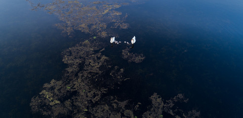 Swans on the lake. Top view