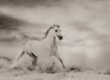 Beautiful white stallion