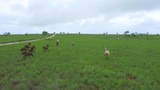 Drone shot following horses galloping through a grassland in Indonesia