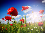 Field of poppies on a sunset
