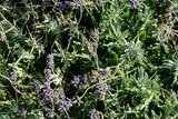 Lavender flowers in closeup