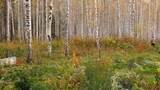 Birch grove in autumn