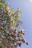 magnolia tree
