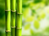 Many bamboo stalks on background