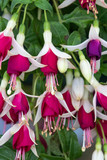 Fuchsia Hermiena