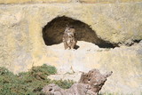 hibou 2019