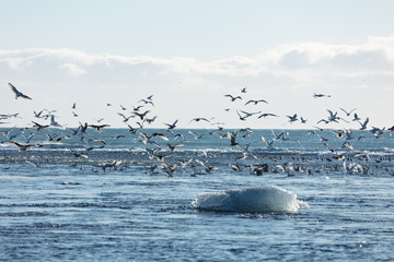 Vögel an der Gletscherlagune Jökulsárlón in Island