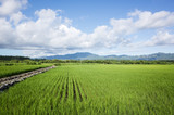 green paddy farm
