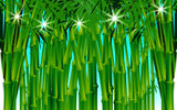 landscape of the bamboo forest